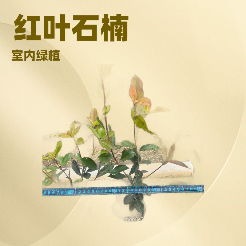 红叶石楠酸叶石楠红罗宾火焰红红唇20-150CM