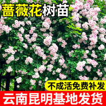 �Nޱ�������ļ������ٱ��¼��ͺ��͟�ͥԺ��������ֲ��С�����l