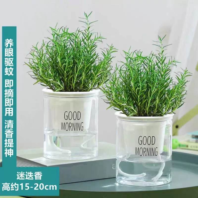 [2포트 조합] 로즈마리 미디엄 모종(굿모닝 포트) + 영양액