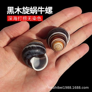 批发天然海螺小贝壳蜗牛螺工艺品 标本鱼缸造景装饰寄居蟹替换壳