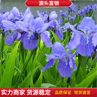 �{���Sβ�N���{�������񻨵��Sβ�Sβ��������N���͝�����޸�