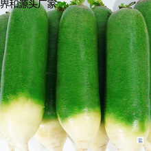 山东潍坊水果萝卜甜脆水果型潍坊青萝卜新鲜青萝卜特产
