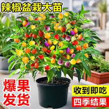 七彩辣椒苗盆栽带果可食用阳台庭院四季种植五彩椒小米椒菜籽秧苗