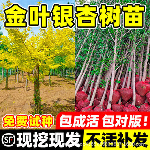 �y�Ә������G�~ͥԺ�e���ϱ����ɷNֲ���;G���L���������е���