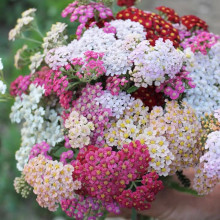 ǧ~׷NW䏲ݷNӿлͺԴﲥ