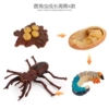 Stag beetle 1 growth cycle 65.5g