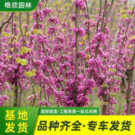 丛生紫荆树苗批发 公园花圃点缀绿化苗木庭院风景树巨紫荆满条红