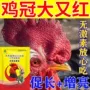 红毛生长羽毛鸡冠药
