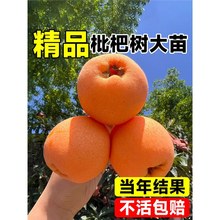 无核枇杷苗树白玉琵琶果树果苗东山大五星南北方四季种植当年结果