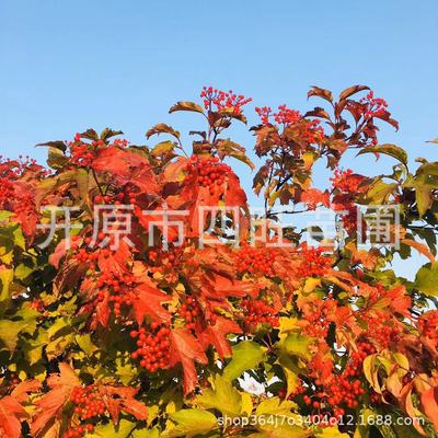 东北辽宁供应丛生 天目琼花 鸡树条荚蒾 佛头花规格齐全