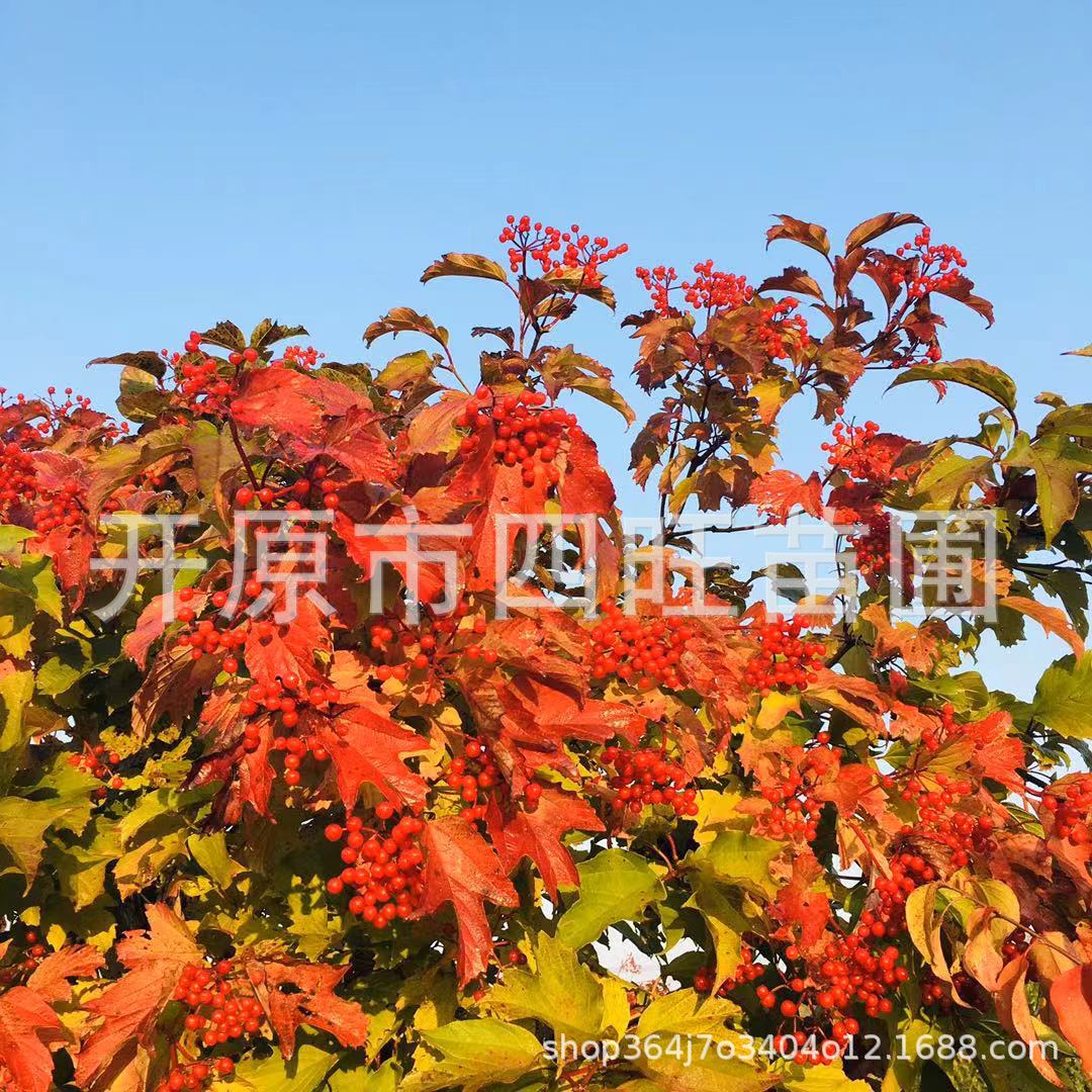 东北辽宁供应丛生 天目琼花 鸡树条荚蒾 佛头花规格齐全