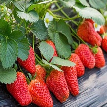 奶油草莓苗  四季结果红颜草莓   带土室内阳台绿植种植草莓种苗