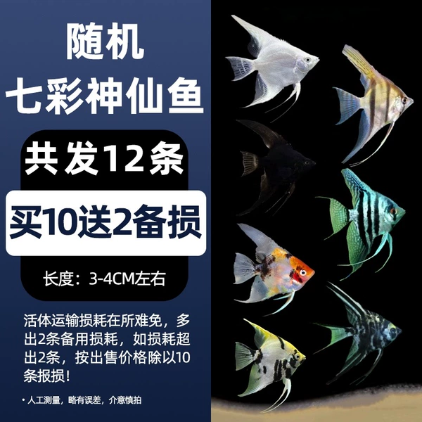 3--4cm random fairy 10 pieces free 2 pieces for loss prevention