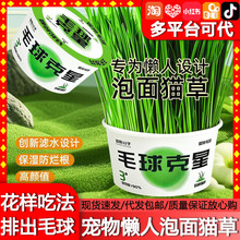 懒人泡面猫草小盆栽自种毛球克星去毛球天然化毛猫咪零食宠物用品