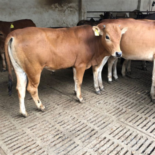 �����Sţ��ţ�r��|�Bֳǰ���Bֳ��|���T����ţ ���������Sţ�r��