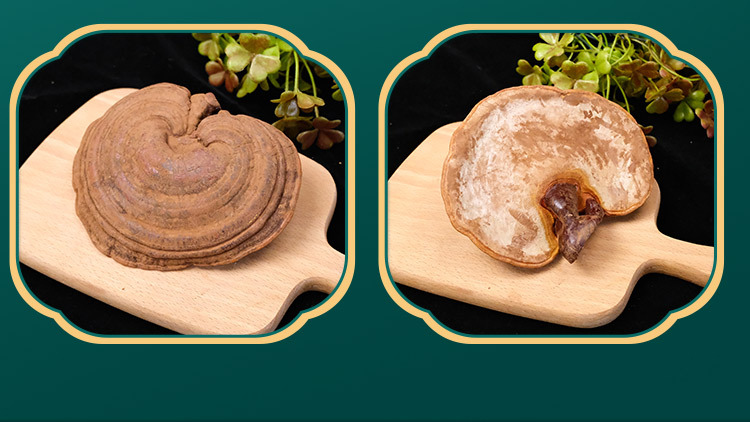Whole Reishi Mushroom Dried Red Lingzhi Log-Grown 500g Bag for Soup and Decoction specifications