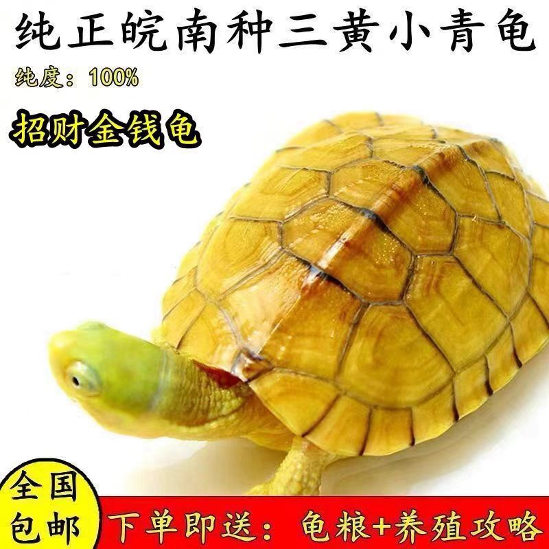 Small Green Turtle Yellow-Throated Pseudo-Water Turtle Three Yellow Wannan Small Green Turtle Northern Stone Northern Stone Money Turtle Small Turtle Living Thing Small Green Turtle Yellow-Throated Pseudo-Water Turtle Three Yellow Wannan Small Green Turtle Northern Stone Northern Stone Money Turtle Small Turtle Living Thing