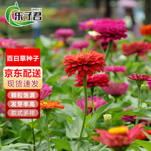 Lezijun Zinnia Seeds Chrysanthemum Flower Seeds Wildflower Combination Zinnia Seeds Bloom in All Seasons Flower Sea 25