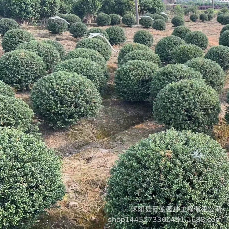 Базовый черепаховый лист Holly, большая чашка, инженерные зеленые саженцы, кустарники, вечнозеленые саженцы, черепаховый лист Holly.