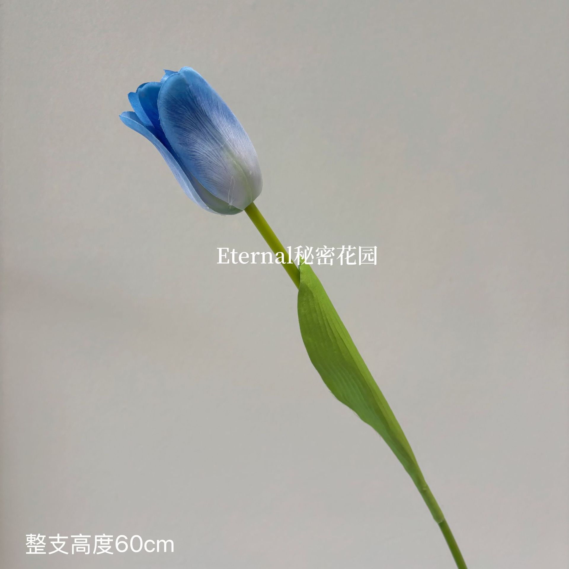 파란색 단일 튤립