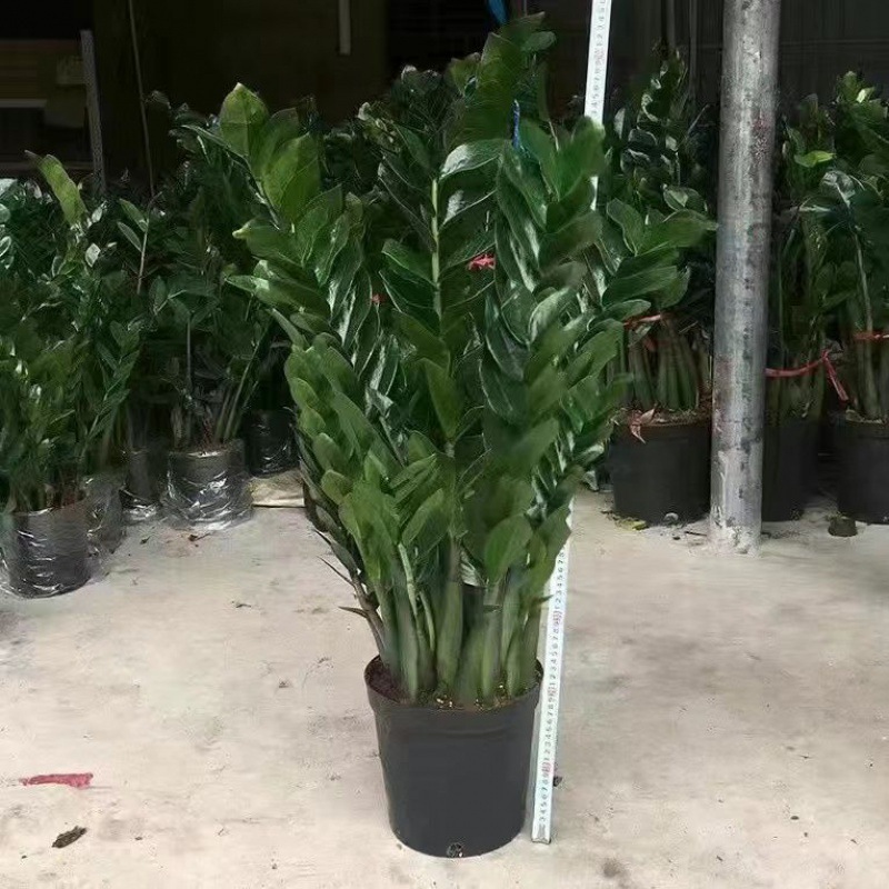 기지 사육 냄비 [비료 및 농약 무료 + 생활 패키지]