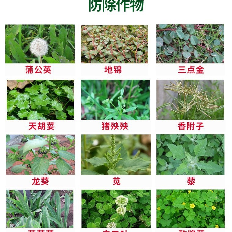 제조업체는 정원, 산, 삼림장, 1년생 잡초 및 산불 제거제용 글리페르린, 디메틸트리클로로네이트 제초제를 직접 공급합니다.