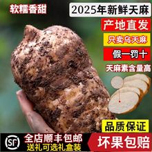 现挖新鲜云南昭通小草坝乌天麻带土发货仿野生滋补煲汤一件代发