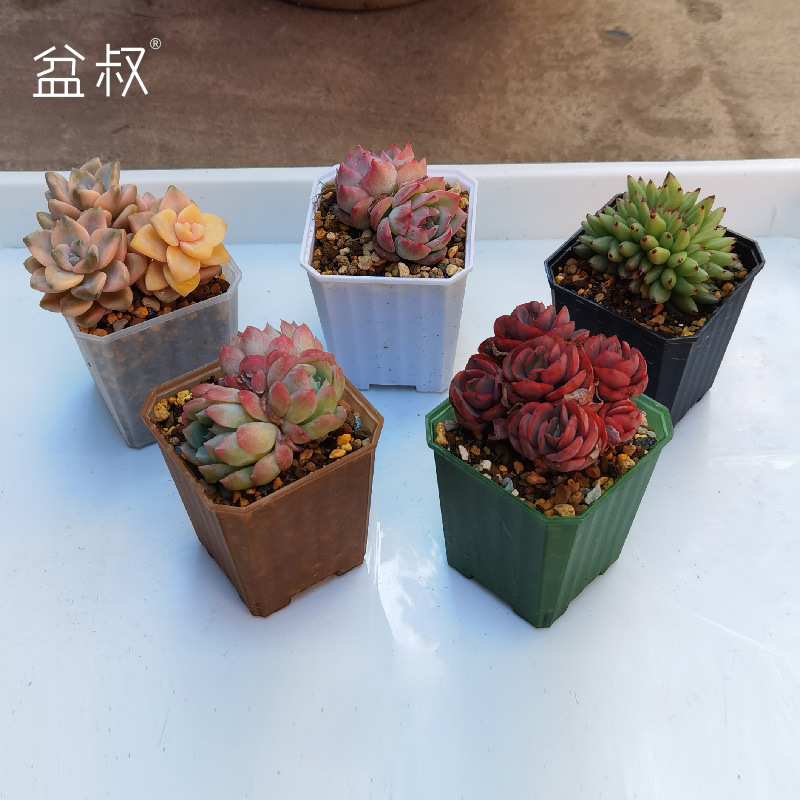 Uncle Ben's New Thickened 7-Cubic-Foot and 10-Cubic-Foot Pots for Succulents, Small Flower Pots, and Seedling Nutrient Pots