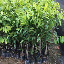 批发四川原生态正宗奇楠树苗金丝楠木海南黄花梨树苗