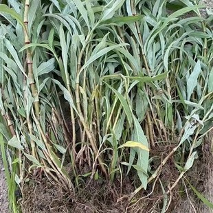 [Wholesale in Large Quantities at the Base] Red Polygonum/Cornflower/Herb/Purple Taro/ Aquatic Plants/Wetland Park Use