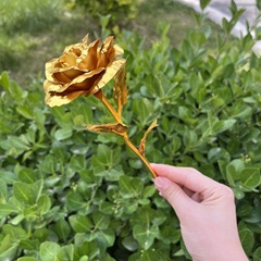 捷デルタの周辺の赤い狼は金のバラをみます。