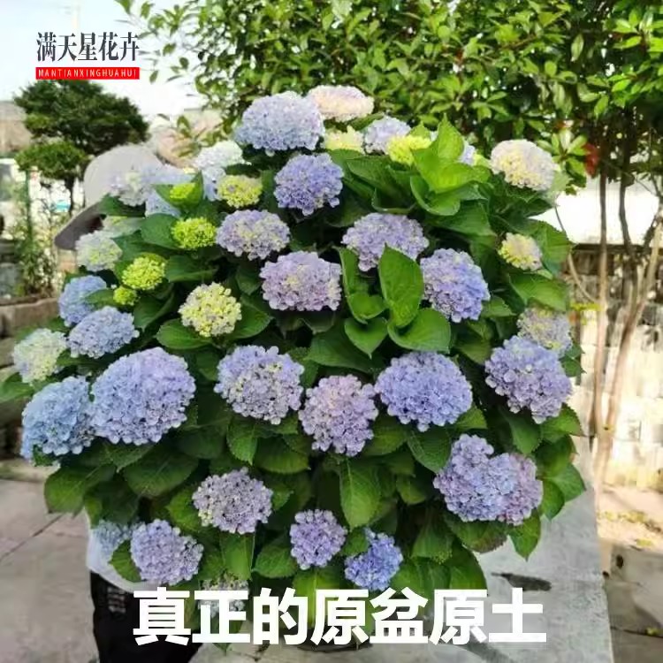 无尽夏大花绣球盆栽老桩大苗花手鞠阳台庭院种植易养八仙花耐寒热