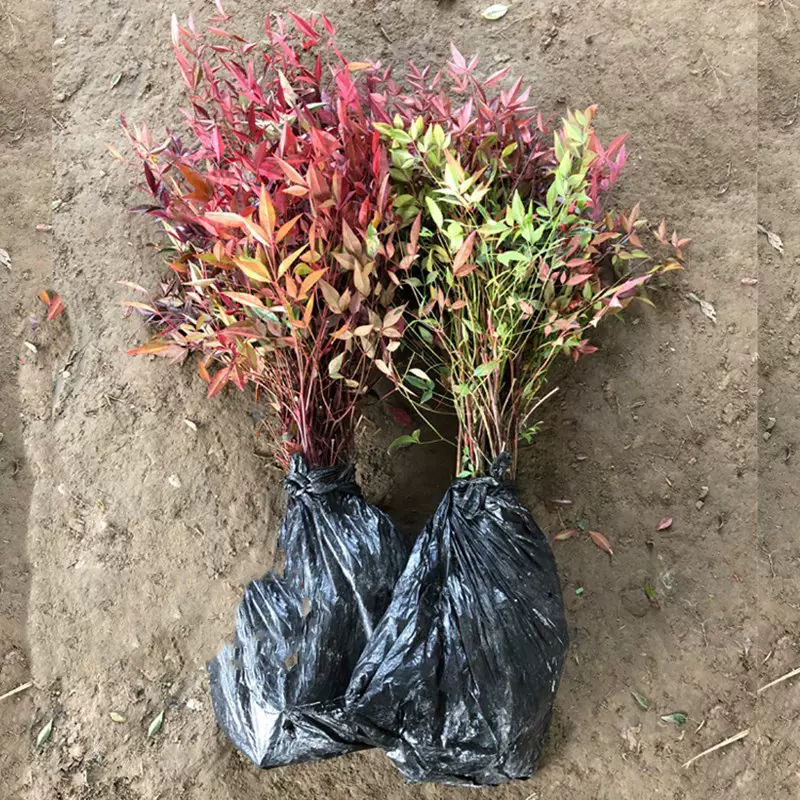 南天竹苗基地直销盆栽地栽苗园林观叶绿化色块苗木批发火焰南天竹