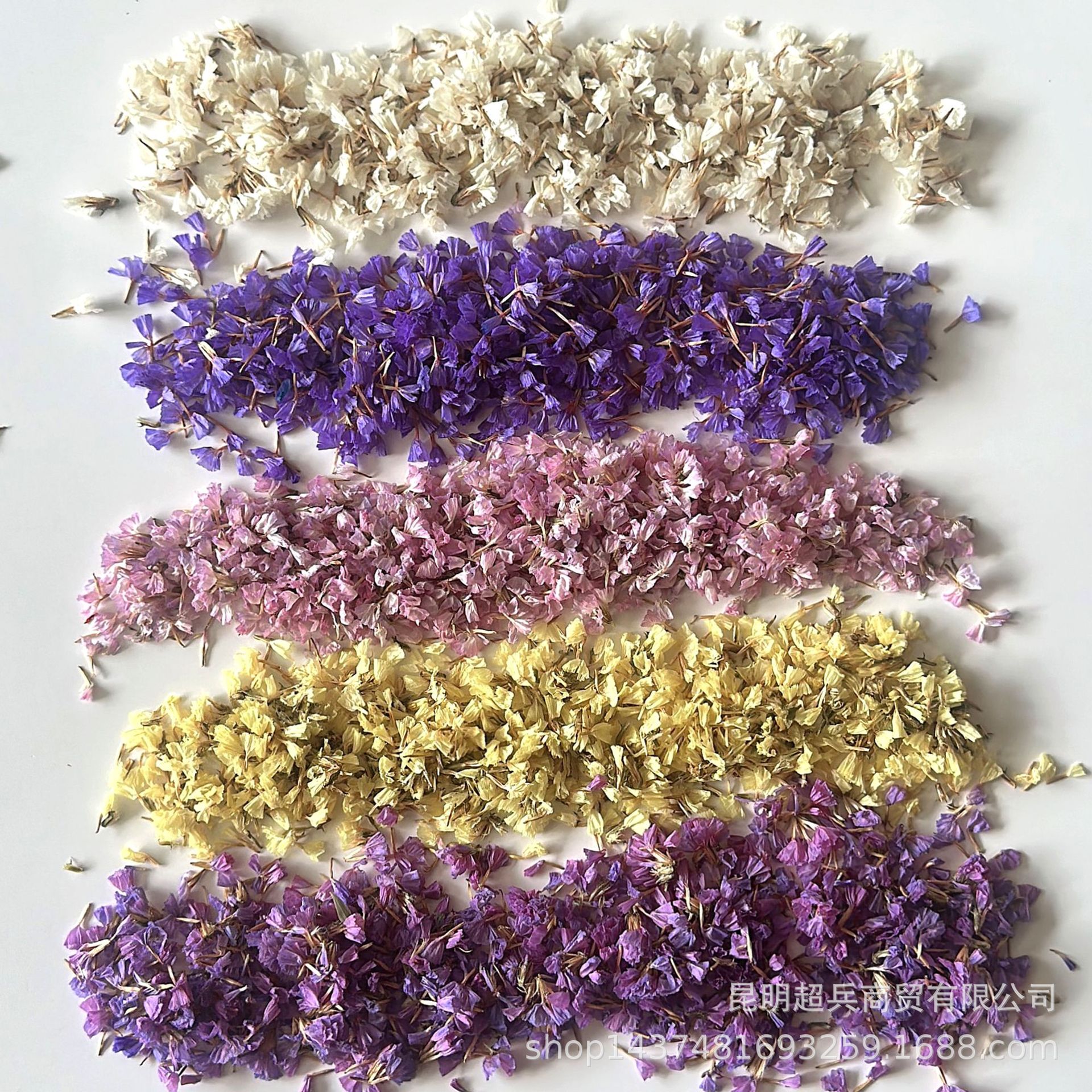 [Forget-me-not colorful petals] Mars petals colorful petals