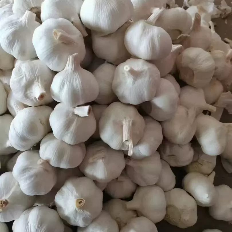 源头厂家供应生鲜蔬菜类大蒜 酒店饭店配菜紫皮食用大蒜 garlic