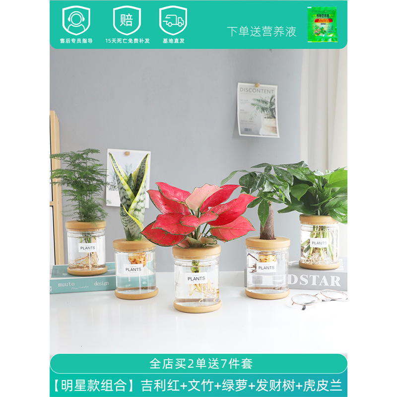 Plantas hidropónicas en maceta de flores de oficina de flores pequeñas plantas verdes en todas las estaciones, fácil de cultivar plantas en maceta de agua suculenta.