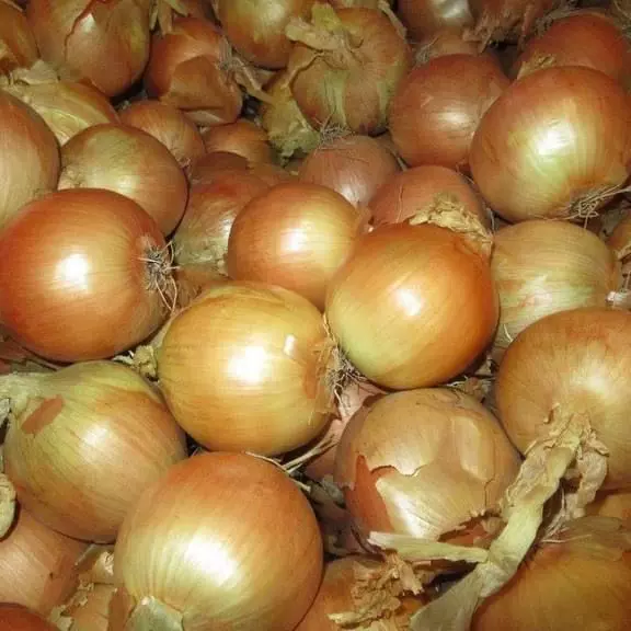 保鲜洋葱，冷库，红皮，黄皮，新，onion新鲜大产地直发产地直供