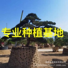 精品迎客松 异型斜飘临水国产罗汉松浙江金华大型1-9米日本罗汉松