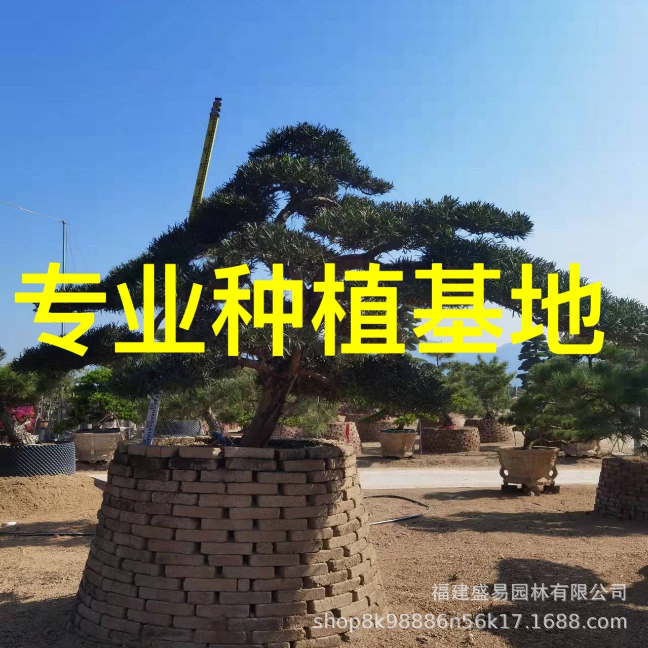精品迎客松 异型斜飘临水国产罗汉松浙江金华大型1-9米日本罗汉松
