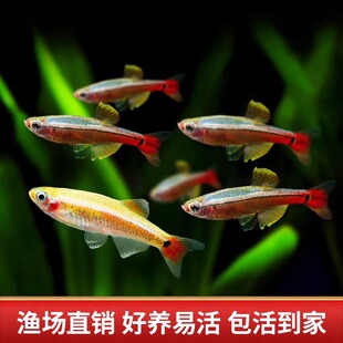 ��녽�z�~С����ˮԭ���~�ͺ��ͻ���BȺ�Ο����~�����^�p�~