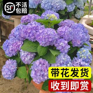 һ�����l�������Ԏ�������o�M���f�A�R�͕�W��ľ�������r����