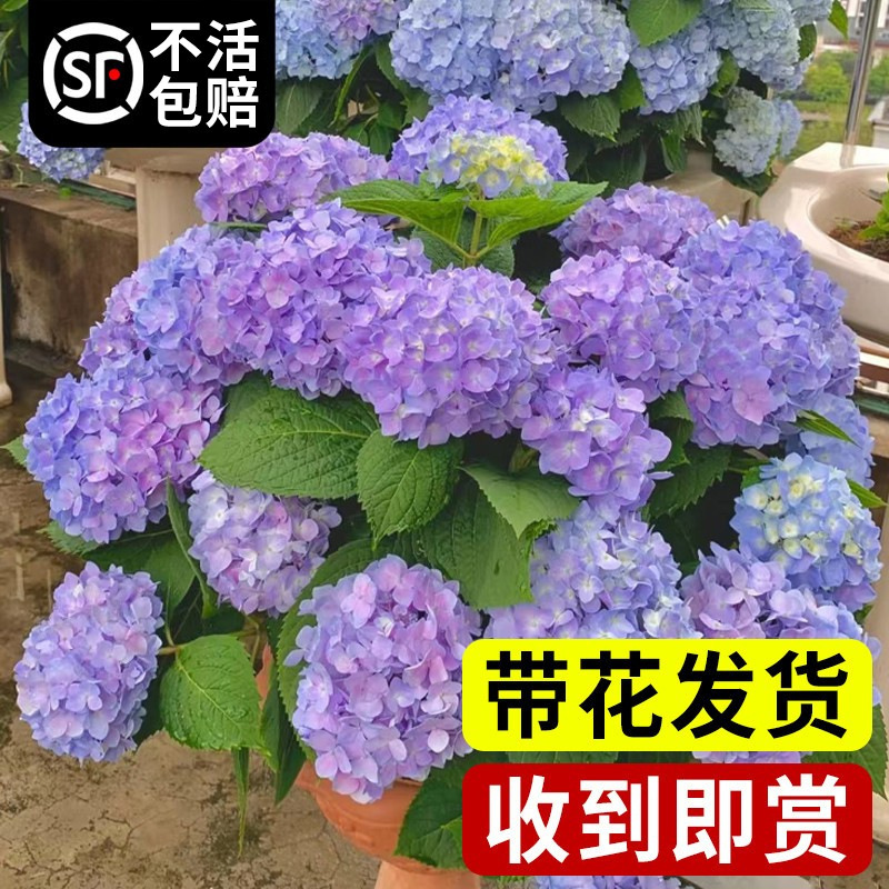 一件代发绣球花盆栽带花大苗无尽夏万华镜耐晒欧洲木本绣球鲜花老