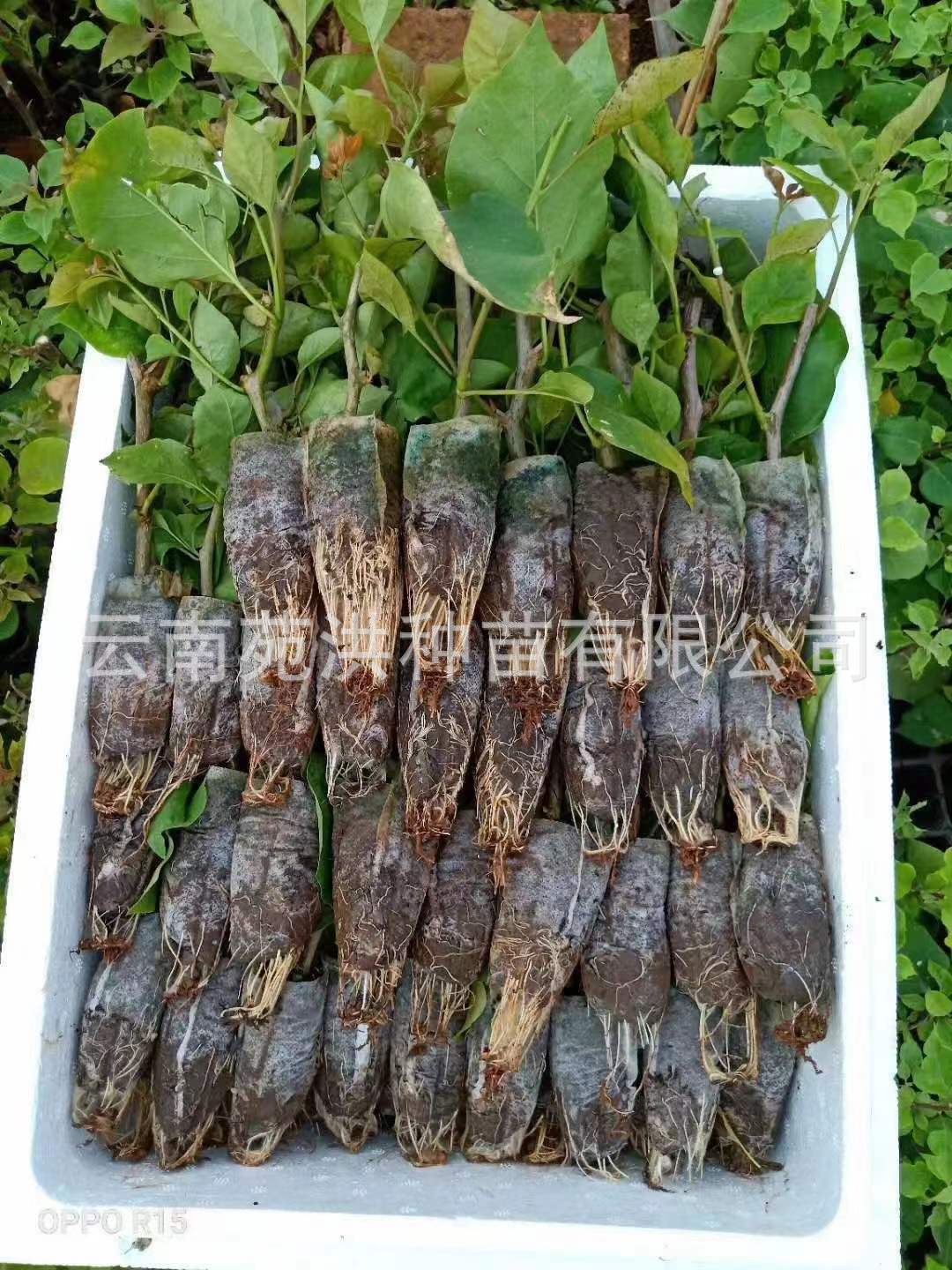 50e3200d9eb20f5780d4a5ff316657