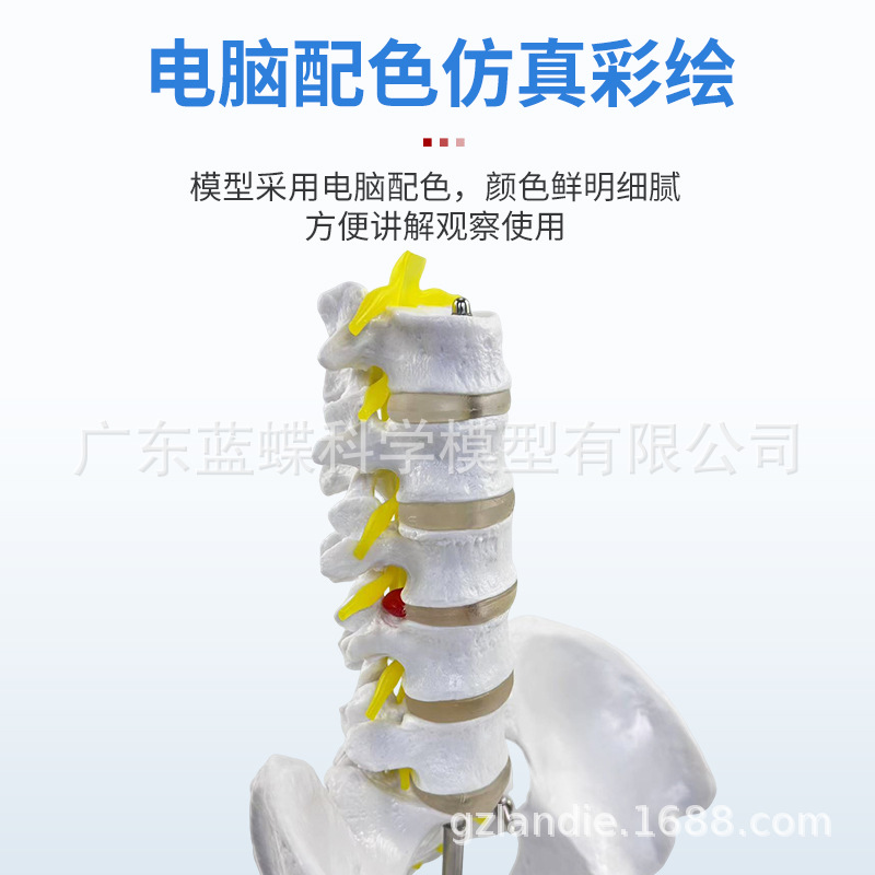 1��1���Թ���걾ģ���Ĺ����ǳܹ���ʾ��Ȼ�����������׵������