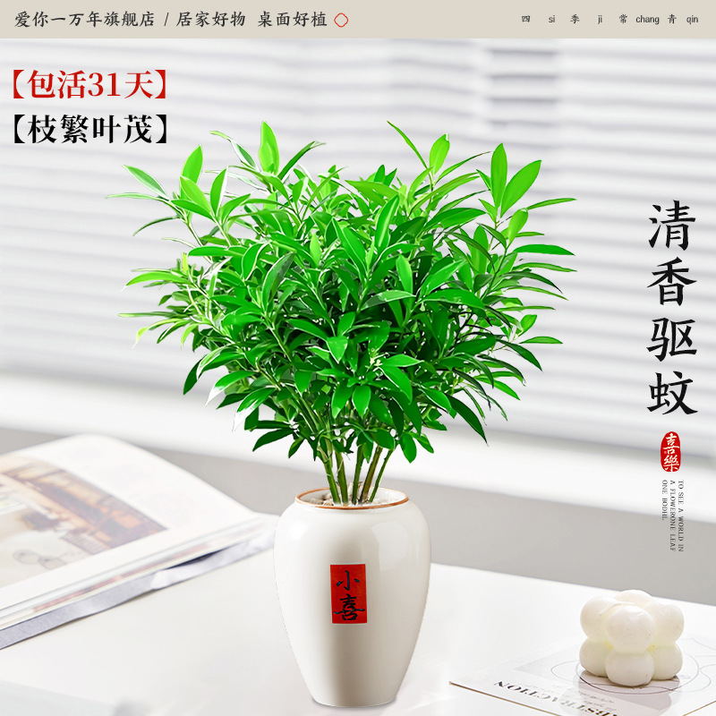 [눈을 감고 입장] 모기퇴치대나무와 편백나무 + 가오샤오시 분지(포장석 + 영양액 포함)