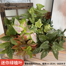 25cmGֲ~Gֲֲֲ^~Ҿbcl