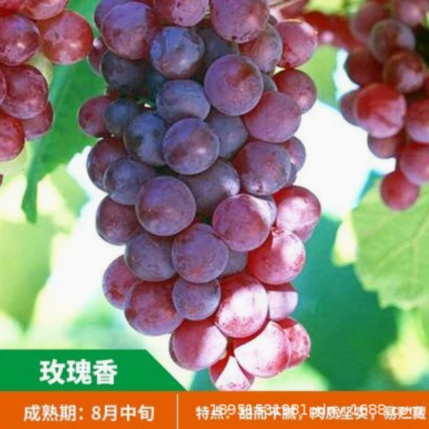 Рассада винограда жасмина Рассада винограда без косточек Морозостойкие, хрустящие и сладкие плоды Рассада плодоносящих деревьев Посадка в год на Юге и Севере