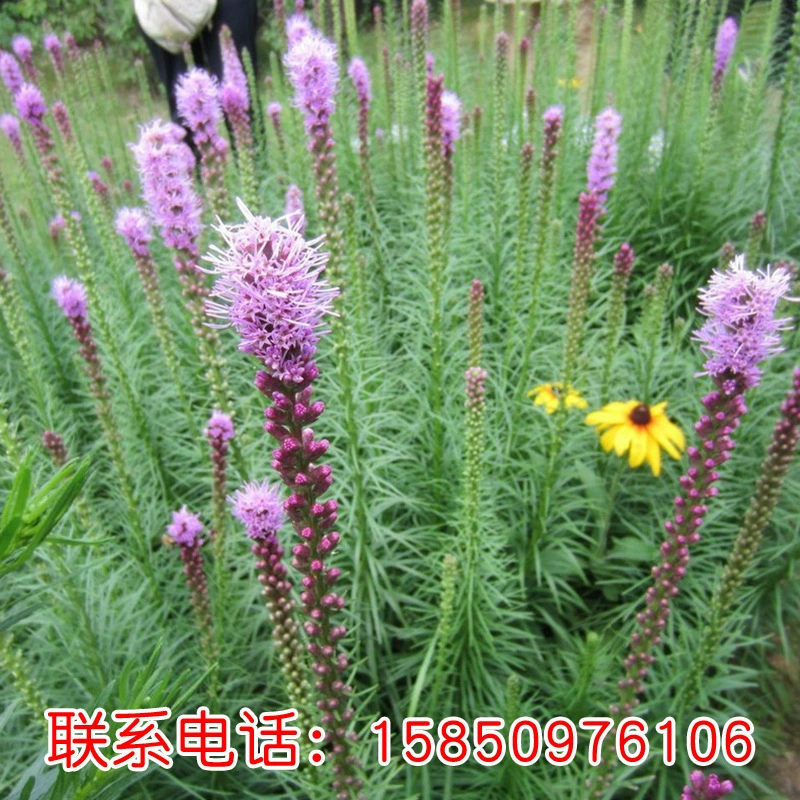 Семена цветка змеиного плети — это морозостойкие цветы, которые распускаются в любое время года, красивые цветочные семена, семена цветка змеиного плети для посадки в северных и южных регионах.