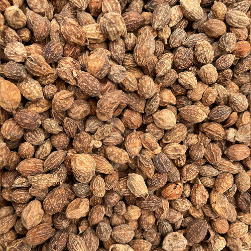 Spices Sichuan Xiangsha Ren Mao Sha Ren 500g Guizhou Xiangsha Yizhi Ren stewed meat Yangchun Sha Ren braised dishes spice