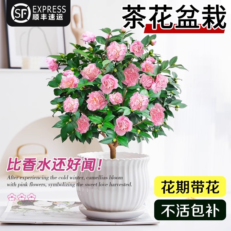 茶花盆栽花期带花香妃花卉盆栽易活四季山茶花带花苞花苗好养耐寒